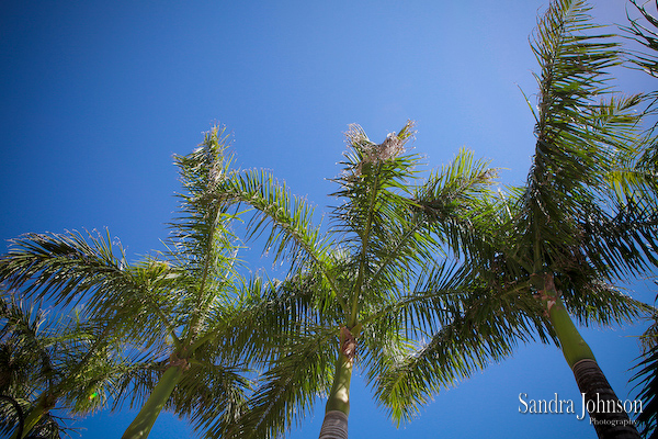 Best Vero Beach Hotel and Spa Wedding photographer - Sandra Johnson (SJFoto.com)